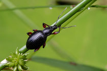 Schwarzer Rüsselkäfer (Otiorhynchuscoecus)