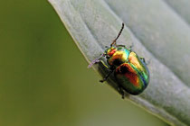 Prächtiger Blattkäfer (Chrysolina fastuosa)