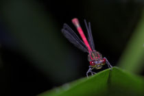 Frühe Adonislibelle (Pyrrhosoma nymphula)