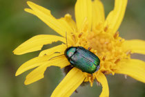 Seidiger Fallkäfer (Cryptocephalus sericeus)