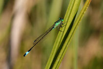 Gemeine Federlibelle (Platycnemis pennipes)