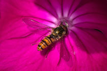 Hainschwebfliege (Episyrphus balteatus)