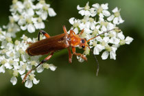 Variabler Weichkäfer (Cantharis livida)