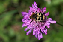 Gebänderter Pinselkäfer (Trichius fasciatus)