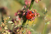 Siebenpunkt Marienkäfer (Coccinella septempunctata)