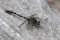 Kleine Zangenlibelle (Onychogomphus forcipatus)