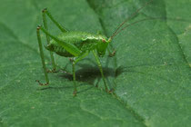 Punktierte Zartschrecke (Leptophyes punctatissima)