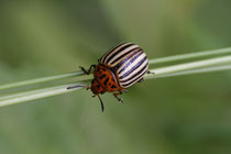 Kartoffelkäfer (Leptinotarsa decemlineata)