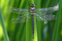 Blaugrüne Mosaikjungfer (Aeshna cyanea)