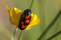 Blutzikade (Cercopis vulnerata)