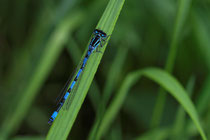 Becher-Azurjungfer (Enallagma cyathigerum)