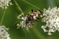 Gefleckter Blütenbock (Pachytodes cerambyciformis)