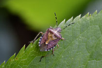Beerenwanze (Dolycorus baccarum)
