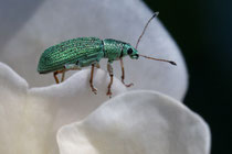 Seidiger Glanzrüssler (Polydrusus formosus)