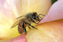 Honigbiene (Apis mellifera)