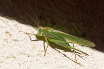 Grünes Heupferd (Tettigonia viridissima)