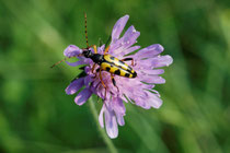 Gefleckter Schmalbock (Rutpela maculata)
