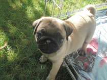 Lilly alias Doris Day
