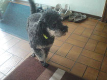 Mein neuer Cousin Pudel Rusty, ganz netter Kerl
