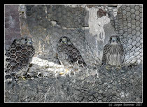 Junge Turmfalken (falco tinnunculus), aufgenommen im Dielmisser Kirchturm