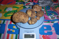 tartufo bianco