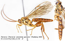 チャイロツヤヒラタヒメバチ　Theronia (Theronia) atalantae gestator (Thunberg, 1822) male