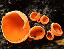 Oranje bekerzwam 