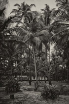 House amidst coconut trees