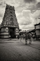 The Temple Cow