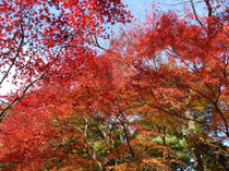 宝泉院