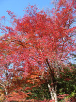 宝泉院