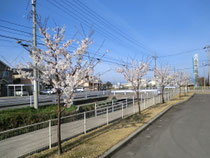 桜が咲きました2012.4.14