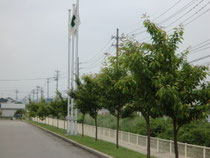 桜が大きくなりました2010