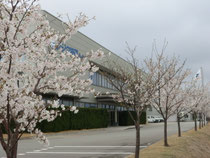 2015年春 桜が大きくなりました