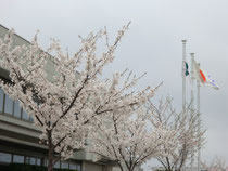 2015年春 桜が大きくなりました