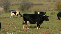 Et le lait ? Non mais, y-a-t-il des gens de l'OMS qui ont déjà vu une vache ?