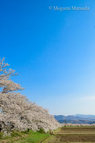 神通川・塩の千本桜（富山市）