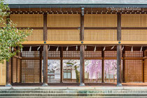 護国神社の桜（富山市）