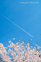 城が山公園の桜（富山市）