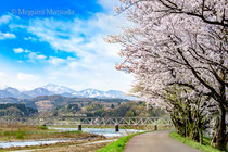 神通川・塩の千本桜と高山線（富山市）