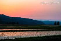 夕方の水田風景（富山市）