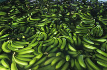 Dominikanische Republik: Bananen verweilen kurz vor dem Verpacken in einer Lauge, Finka 6, Faitrade zertifiziert