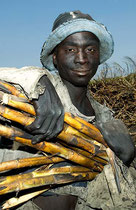 Saisonarbeiter aus Mosambik ernten Zuckerrohr unter Sklavenähnlichen Bedingungen im Süden Malawis