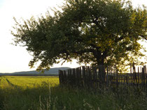 Abendsonnenlicht im Juni