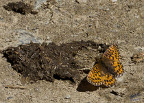 weibl. Kaisermantel - Argynnis (Argynnis) paphia