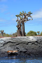 Baumopuntie, Galápagos Feigenkaktus / Prikly Pear Cactus