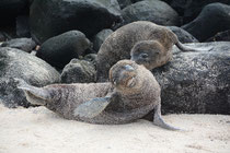 Galápagos-Seelöwe / Galápagos Sea Lion