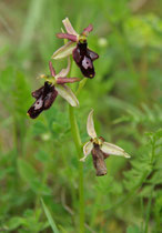 Fliegen Ragwurz (Ophrys insectifera)