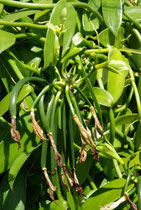 Vanille, Vanilla planifolia
