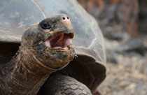 Galápagos-Riesenschildkröte / Galápagos Gigant Tortoise